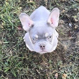 Tommy - Black and tan male French Bulldog puppy in Loomis, California from The Frenchie Lounge