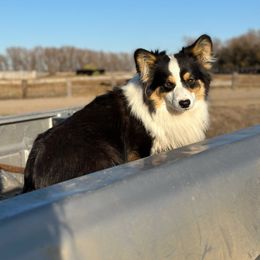 Sarge - Pembroke Welsh Corgi