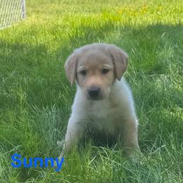 Sunny - Yellow male Labrador Retriever puppy in Tigard, Oregon from Morrison Labrador Retreivers