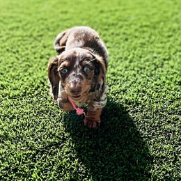 Dachshund Puppies from Dreaming of Dachshunds