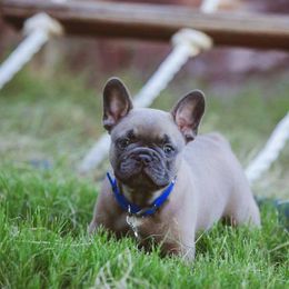 French Bulldog Puppies from Kring French Bulldogs