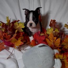 Boy 7 - Black brindle and white male Boston Terrier puppy in London, Kentucky from Puppy Love