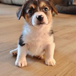 Boo - Black and tan male Pembroke Welsh Corgi puppy in Northwood, Iowa from Sorrel Sands Corgis