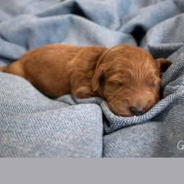 River - Red Australian Labradoodle puppy in Chelsea, Michigan from Michigan Labradoodles