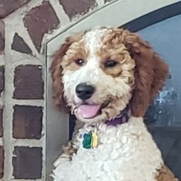 Harper - Goldendoodle