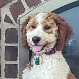 Harper - Goldendoodle