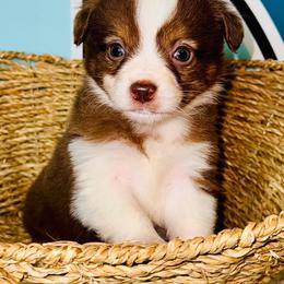 Red Tri boy spot on head - Red tri male Toy Australian Shepherd puppy in Oklahoma City, Oklahoma from Faith River Aussies