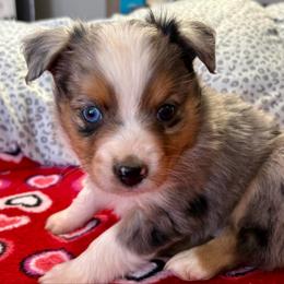 Boss Man - Blue merle male Toy Australian Shepherd puppy in Howe, Oklahoma from Tonia Johnson's Toy and Miniature Australian Shepherds