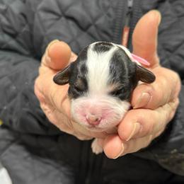 Abstract parti Pink - Black and white female Bernedoodle puppy in Petersburg, Michigan from Brittany’s Mini Bernedoodles