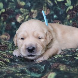 Girl 2 - Golden female Golden Retriever puppy in Great Falls, Montana from VS Golden Fields