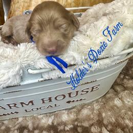 Rowan - Dapple male Dachshund puppy in Atwood, Oklahoma from Holder’s Doxie Farm