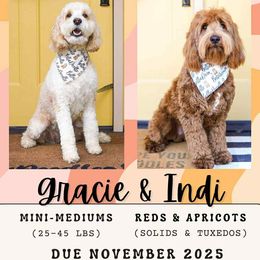 Goldendoodle puppies from BellaDoodles