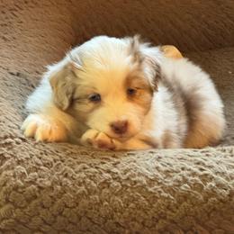 Elaine - reserved - Blue merle female Australian Shepherd puppy in Ephrata, Pennsylvania from Weavers Indian Run Aussies