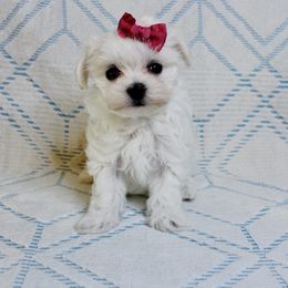 Ivory - White female Maltese puppy in Morehead, Kentucky from Paw Perfect Pets