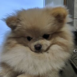 Cashew - Pomeranian
