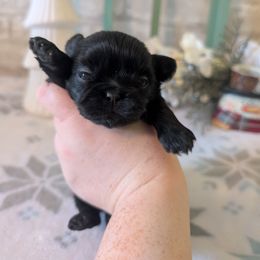 Pure black male - Black male Shih Tzu puppy in Poultney, Vermont from Morgan's Shih Tzus