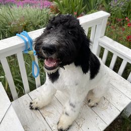 Sheepadoodle Puppies from Sunflower Family Farms