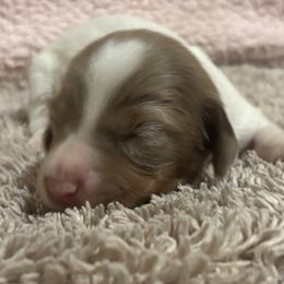 Dachshund Puppies from Whitesboro Dachshund