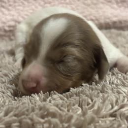 Dachshund Puppies from Whitesboro Dachshund