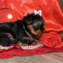 Girl 2 - Black and tan female Yorkshire Terrier puppy in Carmichael, California from Mckeever's Yorkies