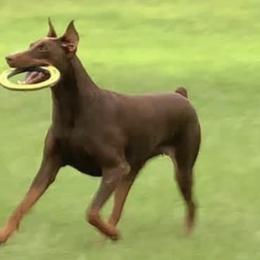 Doberman Pinschers from Paintedcrazy Doberman Pinchers