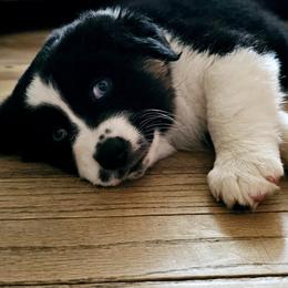 Australian Shepherd Puppies from Gypsy River Aussies
