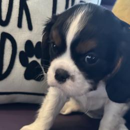 Cavalier King Charles Spaniels from DunEakins Cavaliers