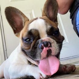 French Bulldogs from BM KENNEL