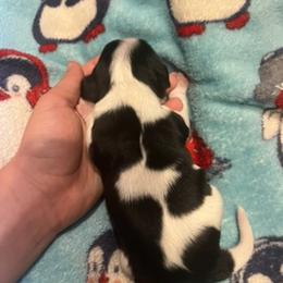 Tri 2 - Tri-color male Cavalier King Charles Spaniel puppy in Kalama, Washington from Beautiful Cavaliers