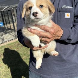Hunter - Red male Pembroke Welsh Corgi puppy in Aumsville, Oregon from Winterflower Corgis