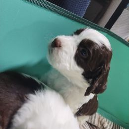 Mr. Chase - White and liver male English Springer Spaniel puppy in Kingsport, Tennessee from Leandra's English Springer Spaniels