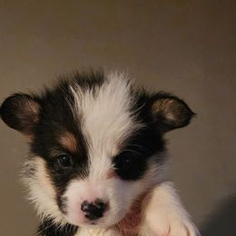 Boy 1 - Black and tan male Pembroke Welsh Corgi puppy in Grand Blanc, Michigan from Dellinger's Corgi's