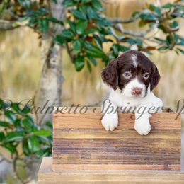 Orange - Liver and white female English Springer Spaniel puppy in Loris, South Carolina from Palmetto Springer Spaniels