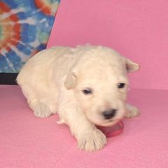 Pink girl - White female Pumi puppy in Corvallis, Oregon from Szimfónia Pumi Kennel