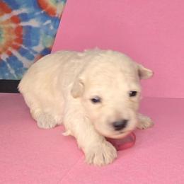 Pink girl - White female Pumi puppy in Corvallis, Oregon from Szimfónia Pumi Kennel