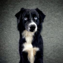 Australian Shepherds and Golden Retrievers from Dogs of Diamond B