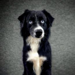 Australian Shepherds and Golden Retrievers from Dogs of Diamond B
