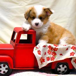 Pembroke Welsh Corgi Puppies from Rhone River Farm Pembroke Welsh Corgis