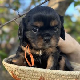 Cavalier King Charles Spaniel Puppies from Royal Mile Cavaliers