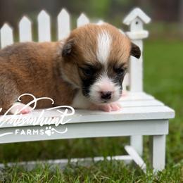 Red - fluff carrier - Red male Pembroke Welsh Corgi puppy in Nashville, Arkansas from Whisenhunt Farms