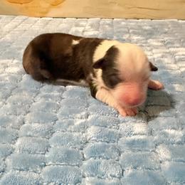 Girl 3 - Red & white female Miniature Australian Shepherd puppy in Pensacola, Florida from TNT MINI AUSSIES