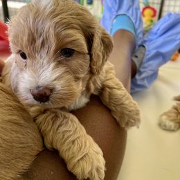 Cavapoo and Cockapoo Puppies from Benji’s Cockapoos