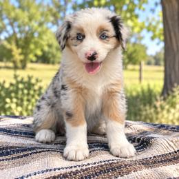 Glacier - Blue Merle Male, Blue Eyes - Blue merle male Australian Shepherd puppy in Hugo, Colorado from Frying Pan Ranch Australian Shepherds