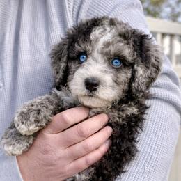 Bernedoodle, Cavalier King Charles Spaniel, and Poodle Puppies from Ellas.Pups (Bernedoodles & Cavapoos)