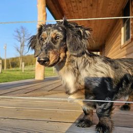 Mocha - Dachshund