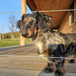 Mocha - Dachshund