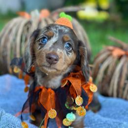 Dachshund and French Bulldog Puppies from ThePuppyVille