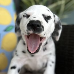 Dalmatians and Golden Retrievers from Golden Retrievers of South Carolina