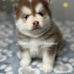 Jed - Red and white male Pomsky puppy in Rossville, Georgia from Scenic City Pomskies
