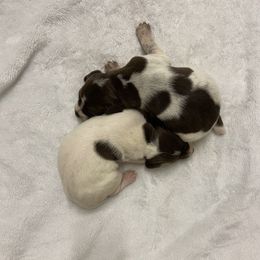 TBD - Liver roan female German Shorthaired Pointer puppy in Albany, Texas from Big Country Kennels